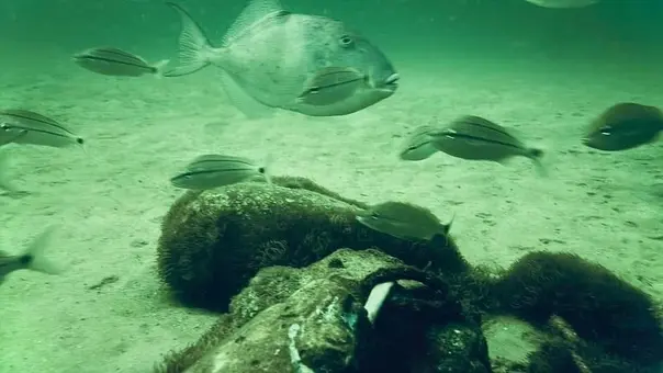 Near Shore Dive Trip